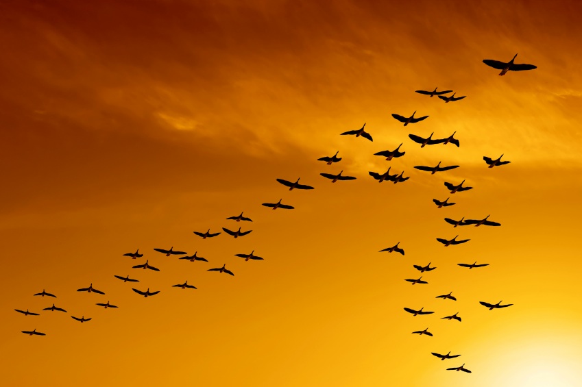 Flock of migrating birds signifying leadership