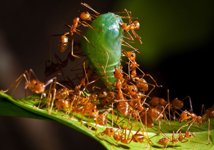 ants helping each other